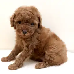 トイ・プードル