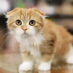 スコティッシュフォールド