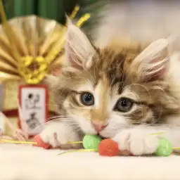 ノルウェージャンフォレストキャット