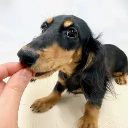 ミニチュア・ダックスフント