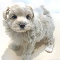 MIX（マルチーズ×トイプードル）