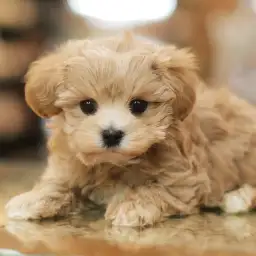 MIX（トイプードル×マルチーズ）