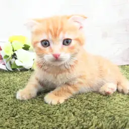 スコティッシュフォールド