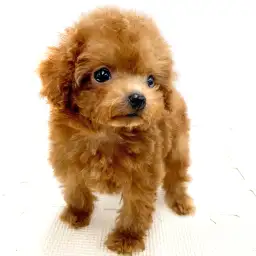 トイ・プードル