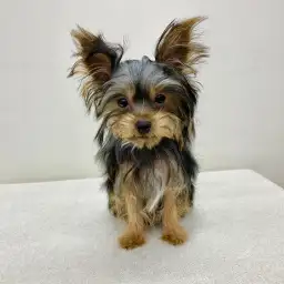 ヨークシャーテリア