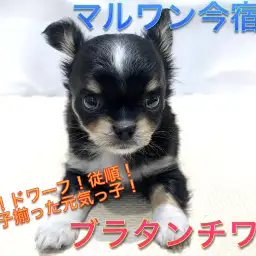 【 チワワ 】童顔!ドワーフ!従順!三拍子揃った元気っ子!