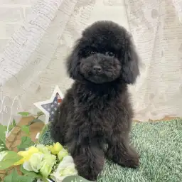 トイ・プードル