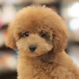 トイ・プードル