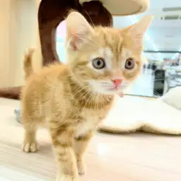 アメリカンショートヘア