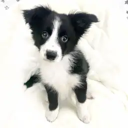 ボーダーコリー