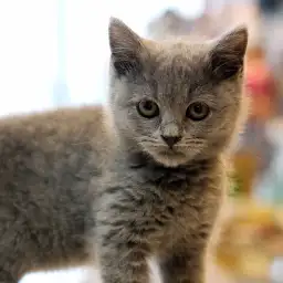 ブリティッシュショートヘア