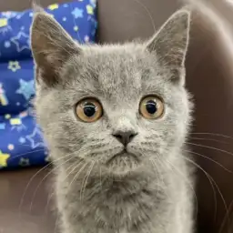 ブリティッシュショートヘア