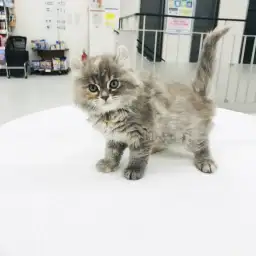 アメリカンカール