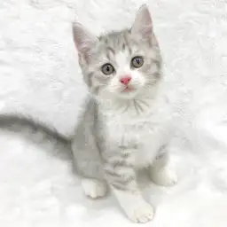 スコティッシュフォールド