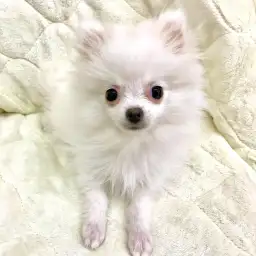 ポメラニアン