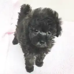 トイ・プードル