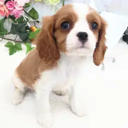 キャバリア・キングチャールズ・スパニエル