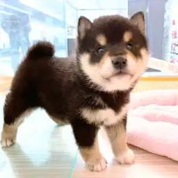柴犬