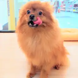 ポメラニアン