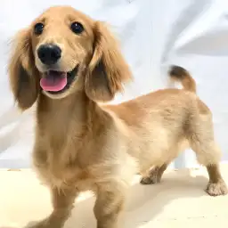 ミニチュア・ダックスフント