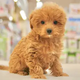 MIX（トイプードル×チワワ）