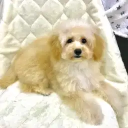 トイ・プードル