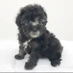 トイ・プードル