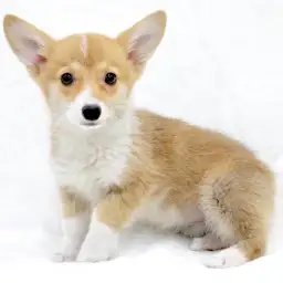 ウェルシュコーギーペンブローク