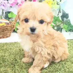 MIX（トイプードル×マルチーズ）