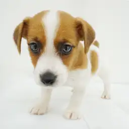 ジャックラッセルテリア