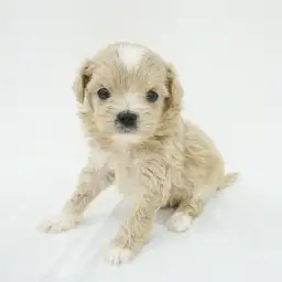 MIX（トイプードル×マルチーズ）