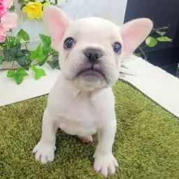 フレンチブルドッグ