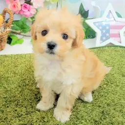 MIX（トイプードル×マルチーズ）