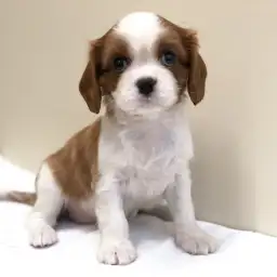 キャバリア・キングチャールズ・スパニエル