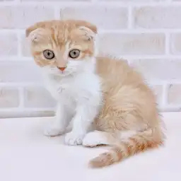 スコティッシュフォールド