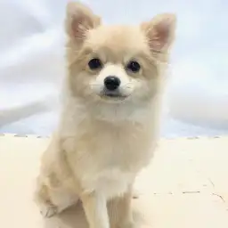 ポメラニアン