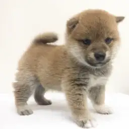 柴犬