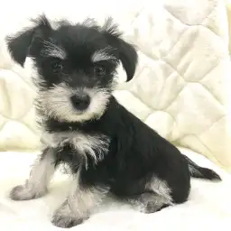 ミニチュア・シュナウザー