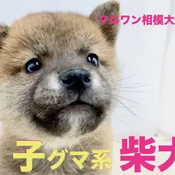 【 柴犬 】凛々しさと可愛らしさを兼ね揃えた子グマ系の柴犬。遊ぶときはエンジン全開！