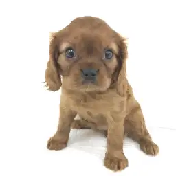 キャバリア・キングチャールズ・スパニエル