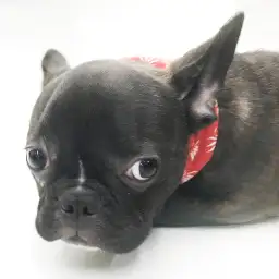 フレンチブルドッグ