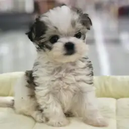 MIX（チワワ×マルチーズ）