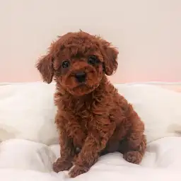 トイ・プードル