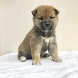 柴犬