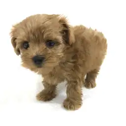 MIX（マルチーズ×ミニチュアダックスフント）