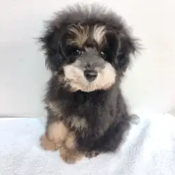 トイ・プードル