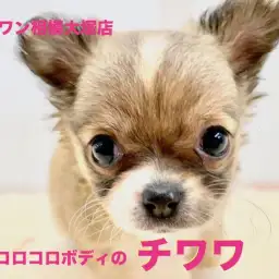 【 チワワ 】コロコロ体型のまん丸チワワちゃん！令和初のバレンタインが1歳の誕生日！