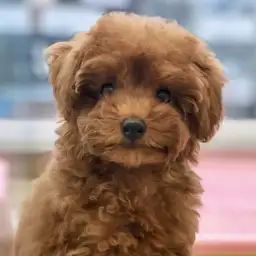 トイ・プードル