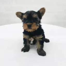 ヨークシャーテリア