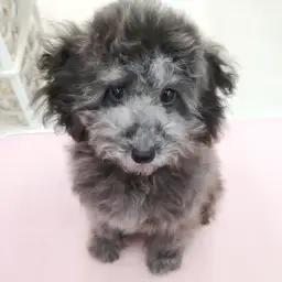 トイ・プードル